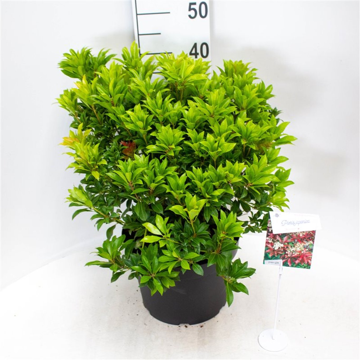 Pieris jap. 'Mountain Fire' - C10 40-50 CM